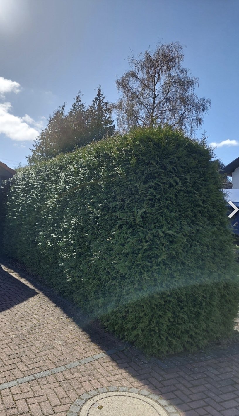 Hecke vorher