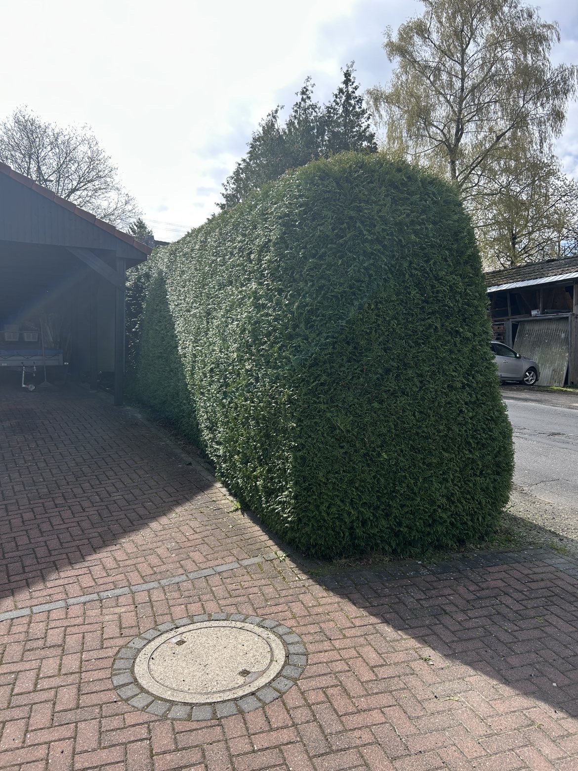 Hecke nachher